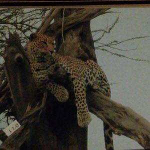 Meet your Posher, Manny